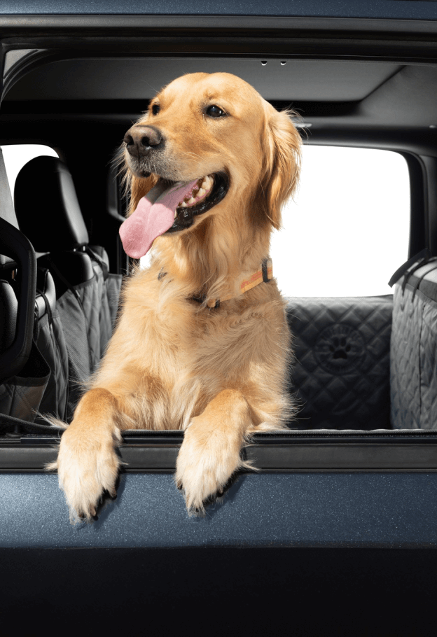 Golden retriever leaning out of a truck window with a Ruff Liners cover behind