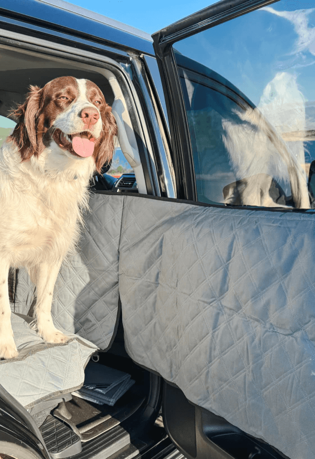 Springer spaniel standing on a Ruff Liners cover with the door panel protected